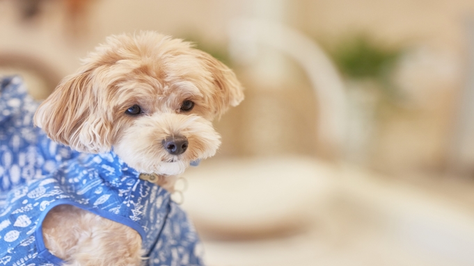 ルシアン旧軽井沢 宿泊プラン一覧 楽天トラベル ルシアン旧軽井沢 宿泊プラン一覧 楽天トラベル